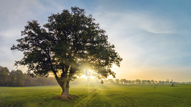 Grüne Wiese mit einem großen Baum und Sonnenuntergang.