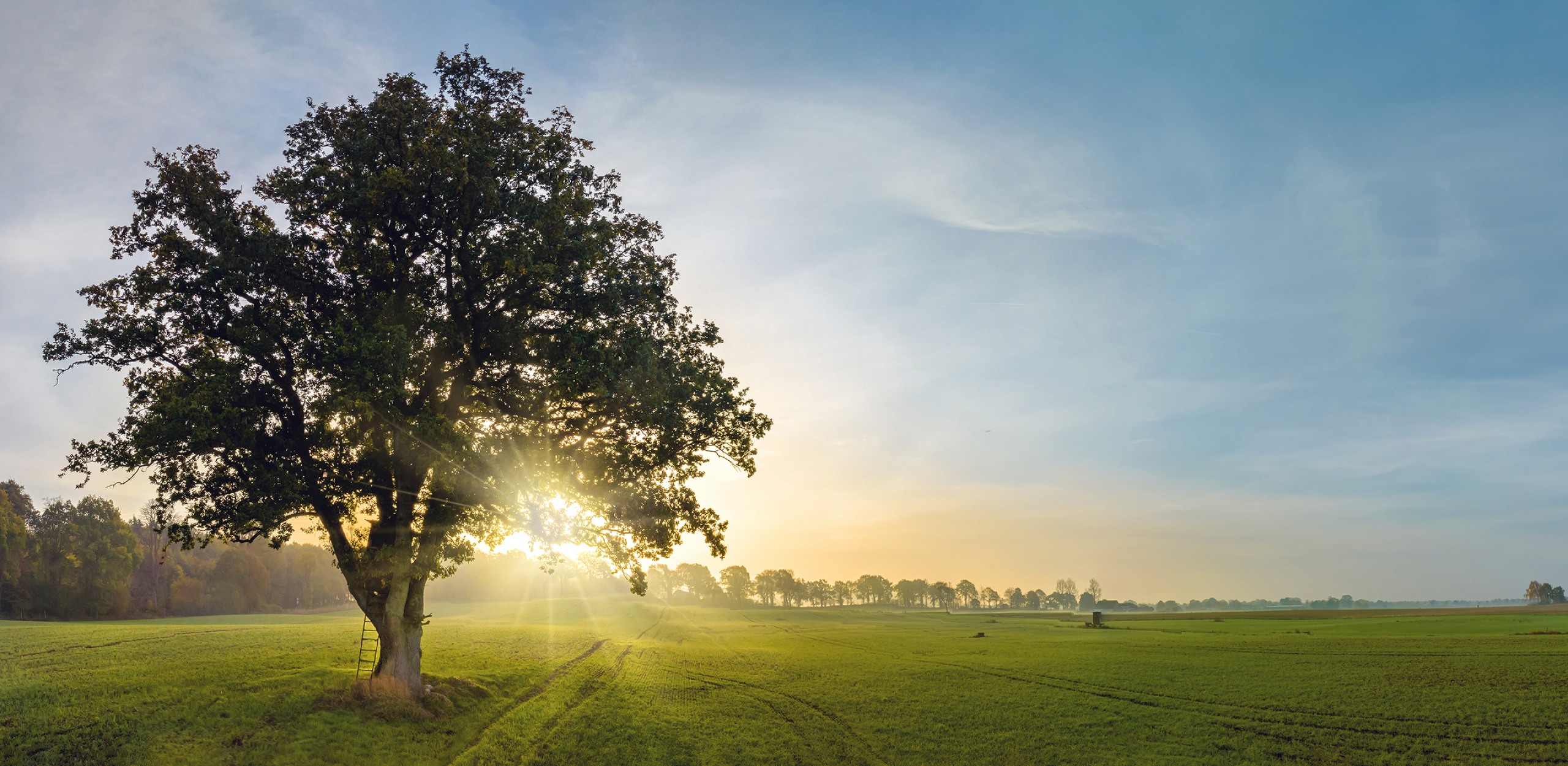 Grüne Wiese mit einem großen Baum und Sonnenuntergang.