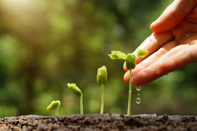 Empowerment A four-step illustration of a plant's growth. Each stage reflects its gradual development, culminating in the final image where a hand gently waters the fully grown plant.